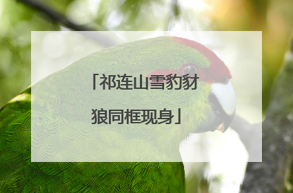 祁连山雪豹豺狼同框现身